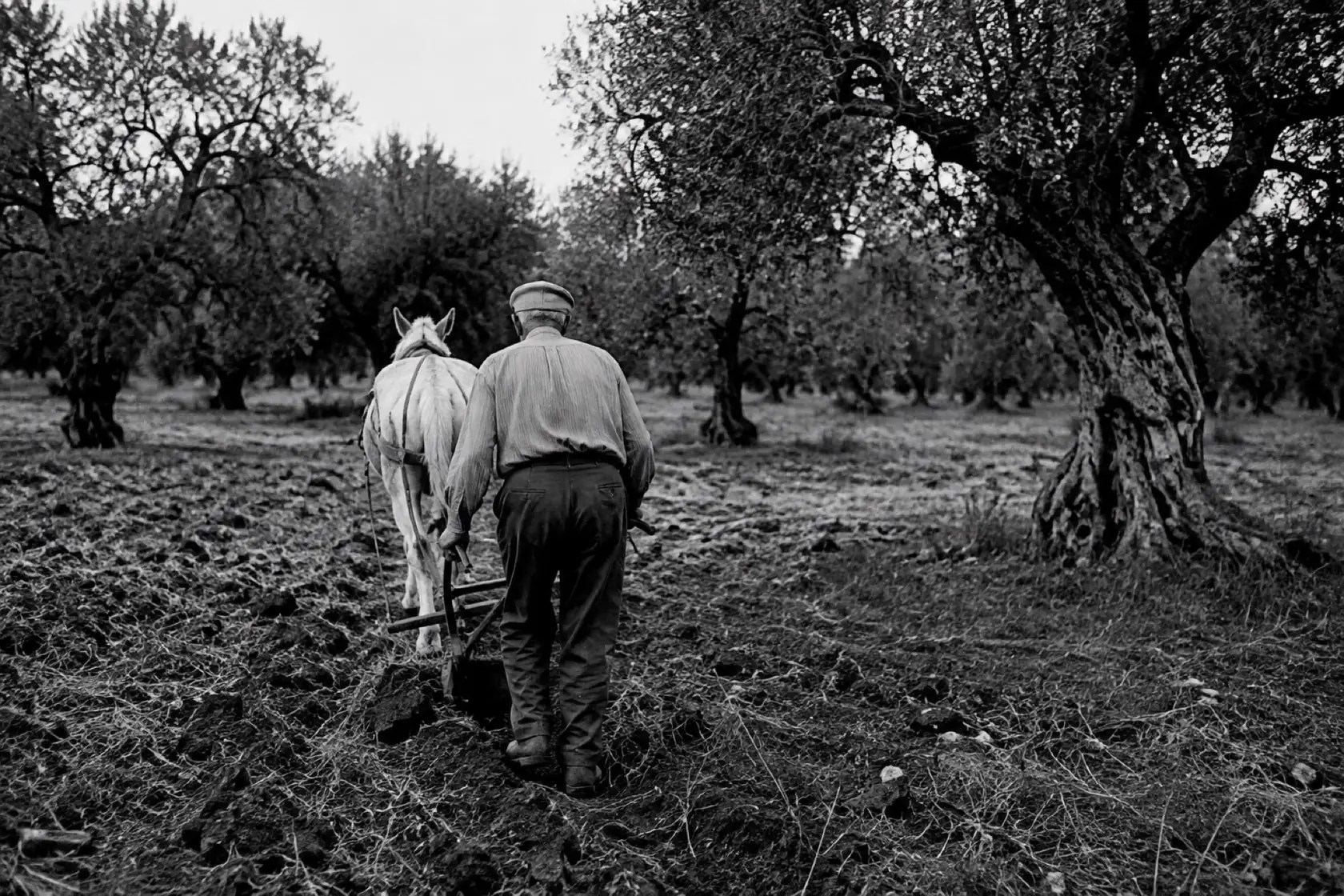 Aratura tradizionale tra gli ulivi secolari di Casa Leone