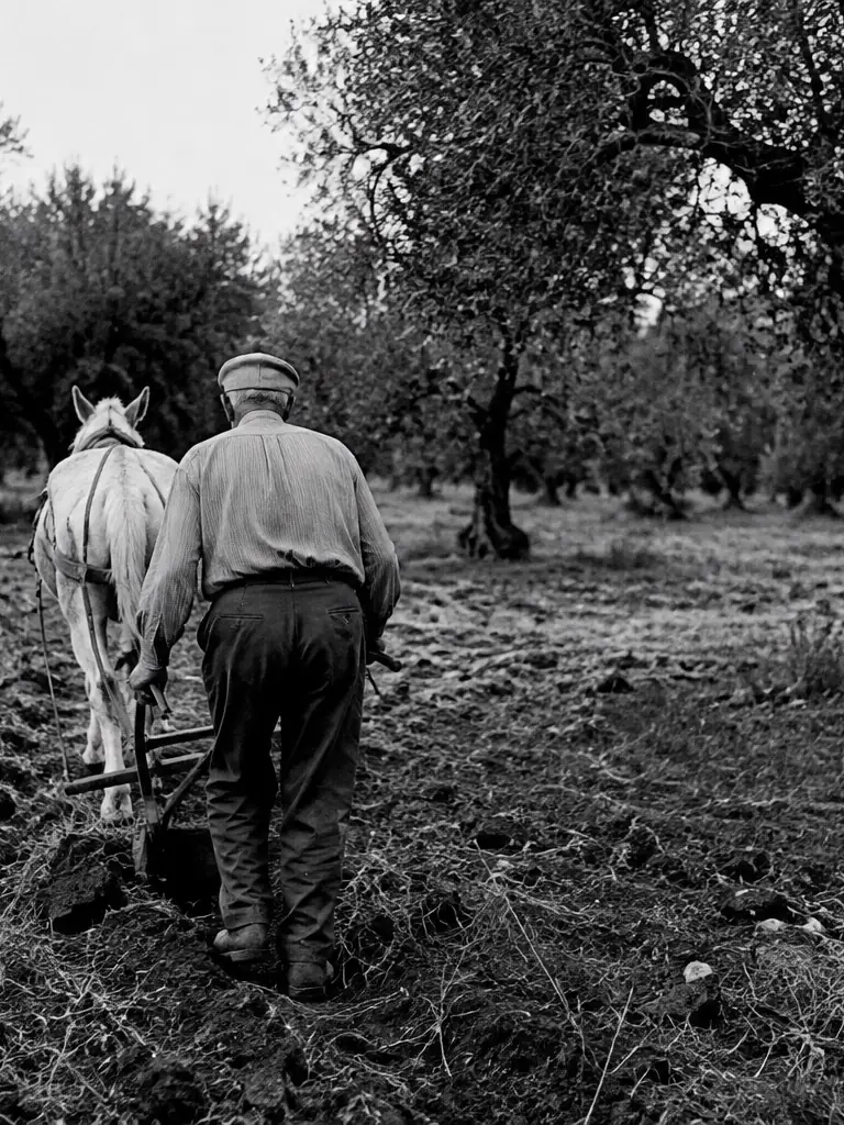 Antico gesto contadino tra gli ulivi di Casa Leone